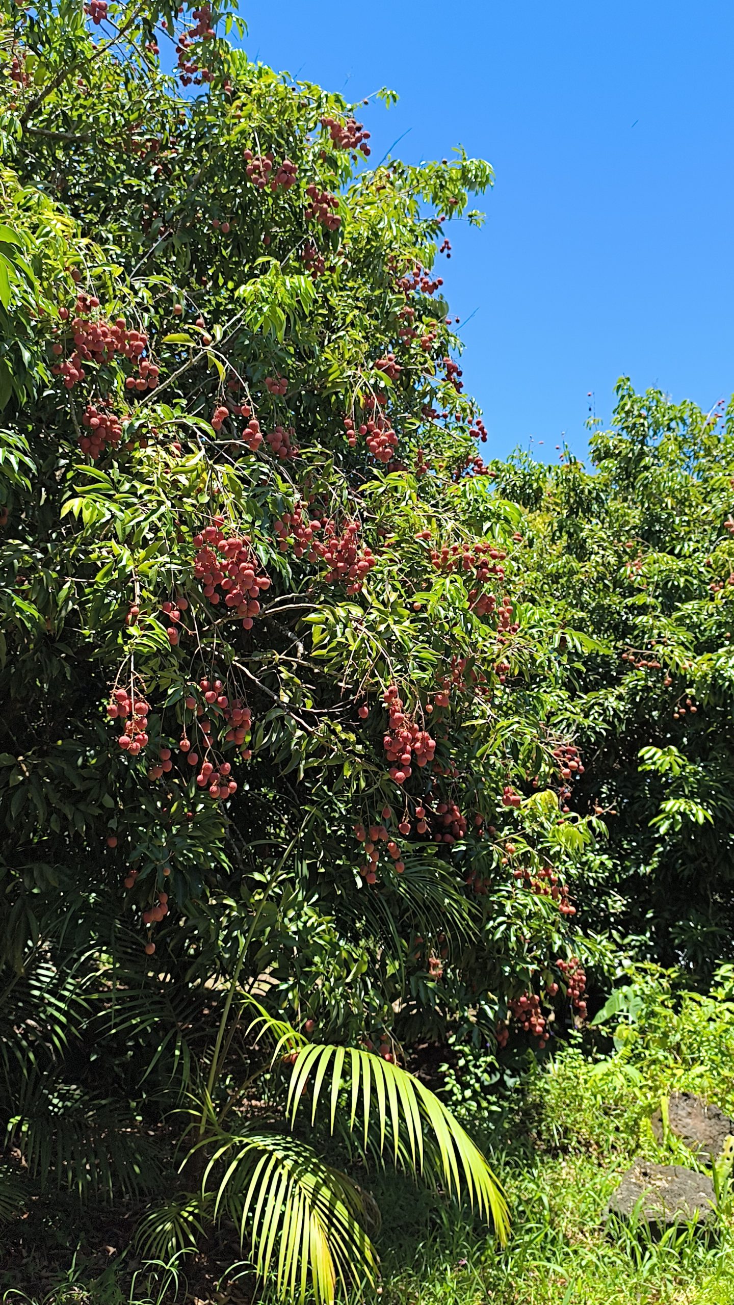 Litchis Kwaï-mi