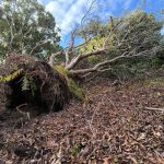 Garance : Cyclone dévastateur à La Réunion en Février 2025